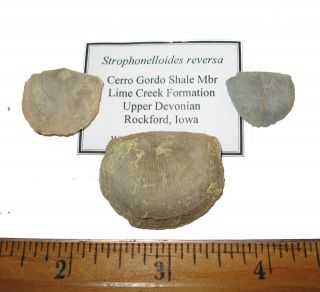Devonian brachiopod fossil 1 per bid - Strophonelloides reversa Cerro Gordo 2