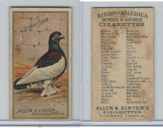 N4 Allen & Ginter,  Birds Of America,  1888,  Tumbler Pigeon