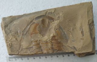 Fossil Trilobite Redlichia Mansuyi,  Save The Tentacles,  Very Large