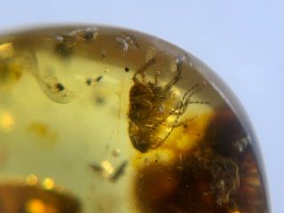 Uncommon Roach Larva&leaf Burmite Myanmar Burma Amber Insect Fossil Dinosaur Age