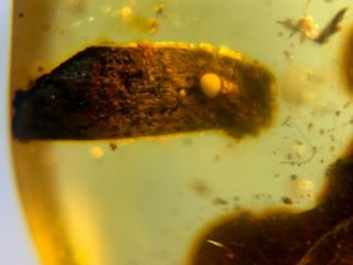 uncommon roach larva&leaf Burmite Myanmar Burma Amber insect fossil dinosaur age 4