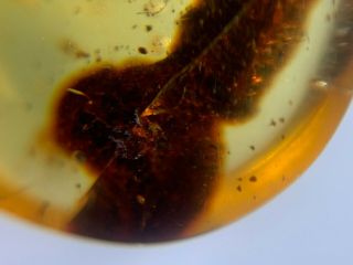 uncommon roach larva&leaf Burmite Myanmar Burma Amber insect fossil dinosaur age 5