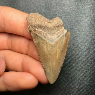 1.  89 " Angustidens Shark Tooth Teeth Fossil Sharks Necklace Jaw Jaw Meg