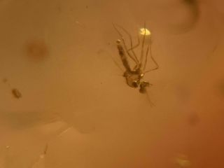 2 Small Mosquito Fly Burmite Myanmar Burmese Amber Insect Fossil Dinosaur Age