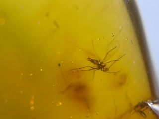 6 Unique Diptera Flies Burmite Myanmar Burmese Amber Insect Fossil Dinosaur Age