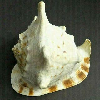Large Horned Queen Helmet Conch Sea Shell,  8 Inch,  Nautical Decor Beach Theme