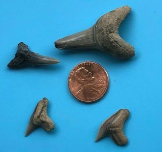 4 Fossil Shark Teeth - Mako Hemi Tiger 