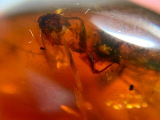 0.  9g big unknown fly bug Burmite Myanmar Burma Amber insect fossil dinosaur age 4