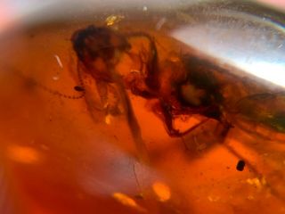 0.  9g big unknown fly bug Burmite Myanmar Burma Amber insect fossil dinosaur age 5