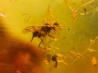 3 Unique Flies&plant Burmite Myanmar Burmese Amber Insect Fossil Dinosaur Age