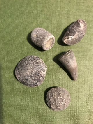 Lake Erie Devonian Fossils