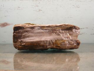 Yb Natural Petrified Opalized Wood Fossil Rough Lapidary.  1lbs 15oz {u57c}