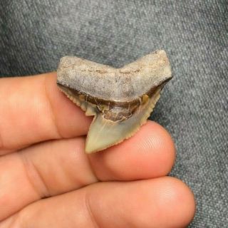 1.  19 " Bone Valley Tiger Shark Tooth Teeth Fossil Sharks Necklace Megalodon