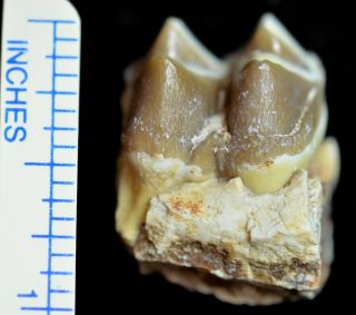 Oreodont Lower Tooth,  Merycoidodon Fossil,  Badlands,  S Dakota,  Oligocene,  O1105