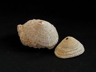 Fossils Gastropods Diodora Stalennuyi Sp