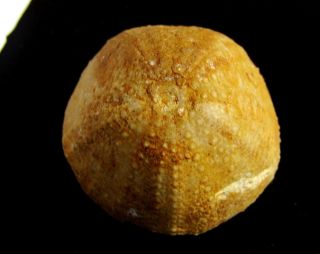 - Top - Urchin Fossil.  Stomechinus Perlatus.  Jurassic.  Spain Nºll25
