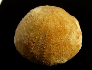 - Top - Urchin Fossil.  Stomechinus Perlatus.  Jurassic.  Spain Nºll26