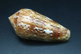 Exquisite Conus Floccatus Magdalenae Gem -,  44 Mm Philippines Seashell