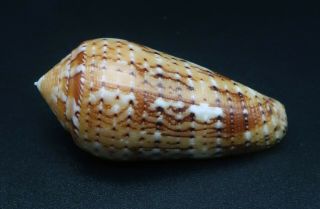 Exquisite Conus floccatus magdalenae GEM -,  44 mm Philippines seashell 2