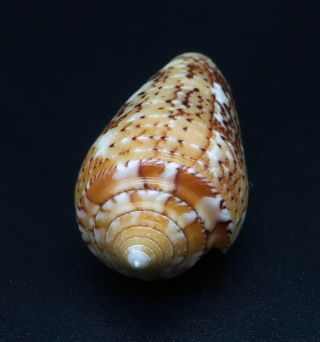 Exquisite Conus floccatus magdalenae GEM -,  44 mm Philippines seashell 3
