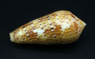 Exquisite Conus floccatus magdalenae GEM -,  44 mm Philippines seashell 4