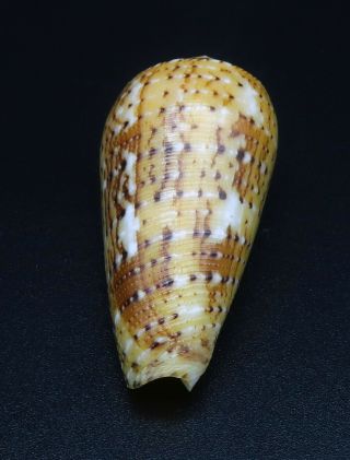 Exquisite Conus floccatus magdalenae GEM -,  44 mm Philippines seashell 5