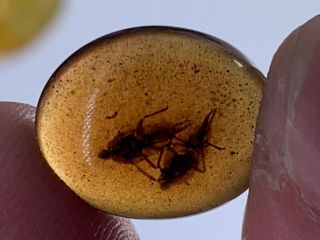 0.  45g 2 Unique Cicada Burmite Myanmar Burmese Amber Insect Fossil Dinosaur Age