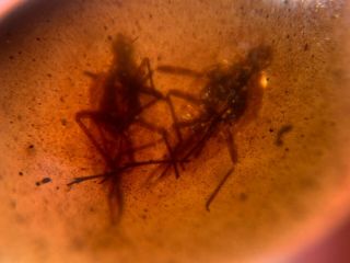 0.  45g 2 unique cicada Burmite Myanmar Burmese Amber insect fossil dinosaur age 3