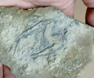 Drepanura Trilobite Fossil,  Cambrian,  Laiwu City,  Shandong,  China Ae17