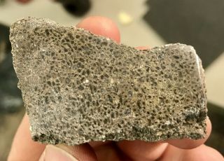 Reilly’s Rocks: Polished Dinosaur Bone,  Jurassic,  Utah,  73 Grams