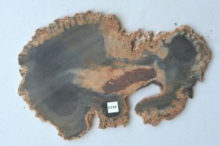A Polished Petrified Palm Wood Slab Colorado E234 3