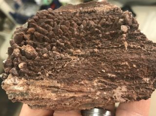 Reilly’s Rocks: Arizona Petrified Wood With Unique Calcite Features,  307 Grams