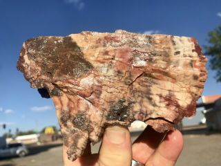 Reilly’s Rocks: Arizona Petrified Wood W/ Rare Fungus And Smoky Quartz.  3.  75 Lb