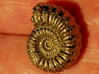 Rare Gold Pyrite Fossil Oistoceras Jurassic Dinosaur Age Curio Jewelry Gift Idea