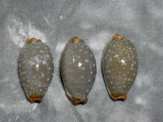Formosa/seashell/cypraea Limacina 29mm 30mm.  Set 3