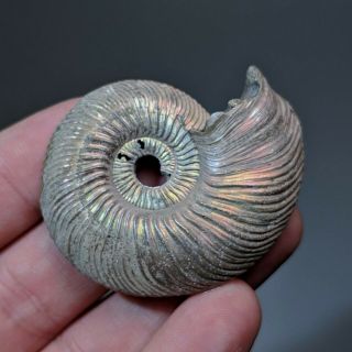 4,  8 cm (1,  9 in) Ammonite shell Quenstedtoceras jurassic pyrite Russia fossil 2