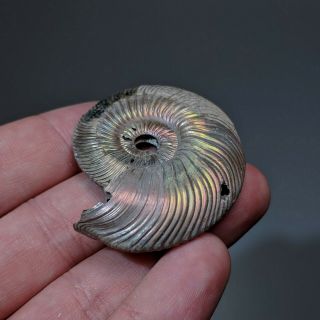 4,  8 cm (1,  9 in) Ammonite shell Quenstedtoceras jurassic pyrite Russia fossil 4