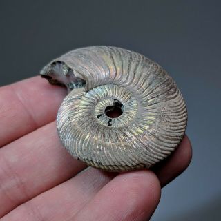 4,  8 cm (1,  9 in) Ammonite shell Quenstedtoceras jurassic pyrite Russia fossil 5