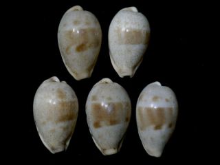 Formosa/seashell/cypraea Walkeri Set 5