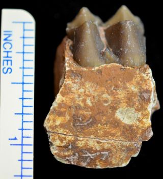 Oreodont Lower Tooth,  Merycoidodon Fossil,  Badlands,  S Dakota,  Oligocene,  O1111