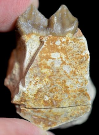 Oreodont Lower Tooth,  Merycoidodon Fossil,  Badlands,  S Dakota,  Oligocene,  O1111 2