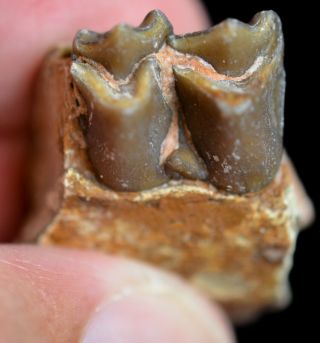 Oreodont Lower Tooth,  Merycoidodon Fossil,  Badlands,  S Dakota,  Oligocene,  O1111 3