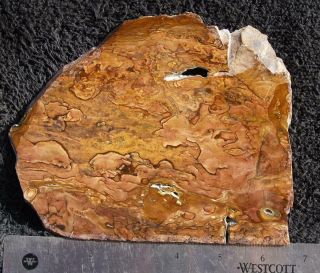 Polished rock slab BIGGS JASPER - large specimen 2