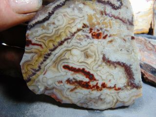 7 old mexican crazy lace agate slabs 2