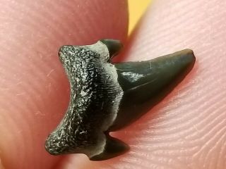 10 Nj / Fossil Shark Tooth Cretaceous Big Brook Nj Wolf Fam.  Coll.