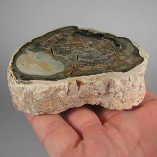 3.  5 " Polished Petrified Wood Branch Slab Fossil Standup - Madagascar