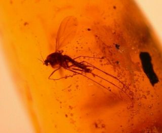 Long Legged Fly With Fulgoroid Nymph In Burmite Amber Fossil From Dinosaur Age