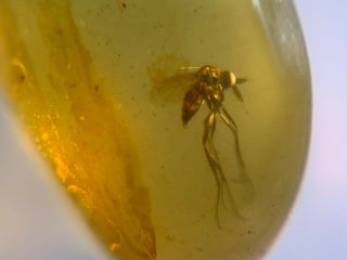Unique Small Dance Fly Burmite Myanmar Burmese Amber Insect Fossil Dinosaur Age