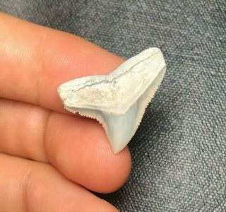 Sharp 0.  95 " Lee Creek Aurora Bull Dusky Shark Tooth Teeth Fossil Sharks Meg