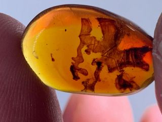 0.  96g Unique Plant Burmite Myanmar Burmese Amber Insect Fossil From Dinosaur Age